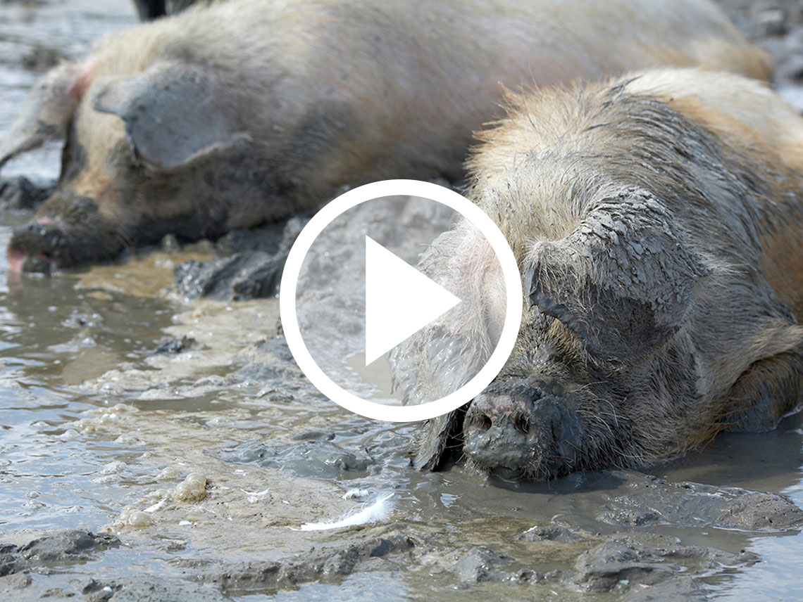 Acres of Pig Poop Bart Merrell